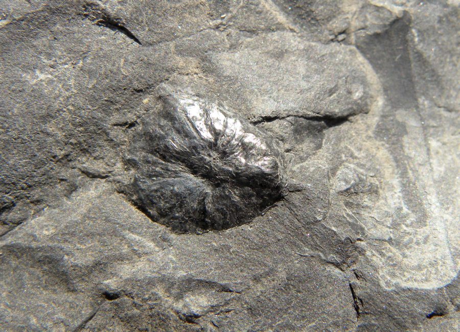 Holcospermum